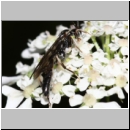 Cratichneumon sicarius - Schlupfwespe m01d 13mm - Sandgrube Niedringhaussee - auf wilder Moehre det06.jpg